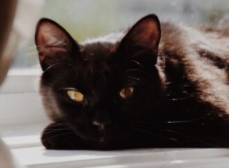 National Black Cat Appreciation Day: Honoring Our Mysterious Feline Friends