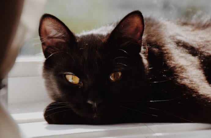 National Black Cat Appreciation Day: Honoring Our Mysterious Feline Friends
