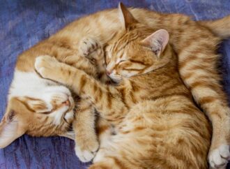 International Cat Day: Honoring Our Feline Friends