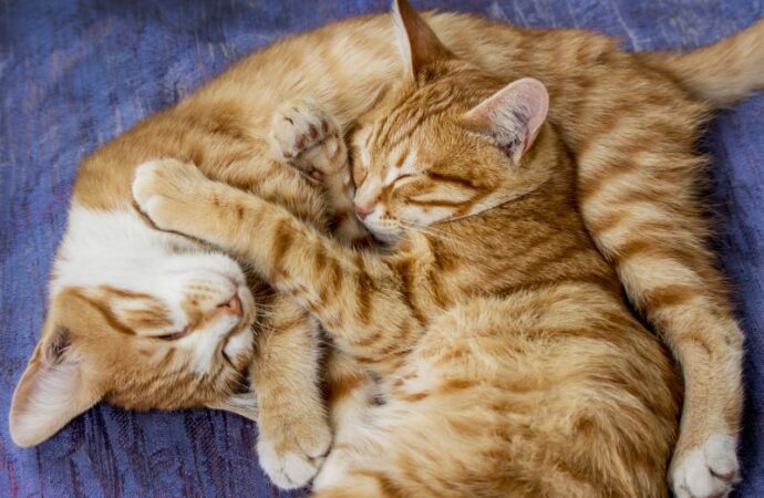 International Cat Day: Honoring Our Feline Friends