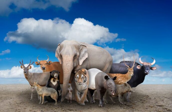 World Animal Day (Oct. 4th)