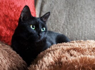 National Black Cat Day: Celebrating Our Mysterious Feline Friends (Oct. 27th)