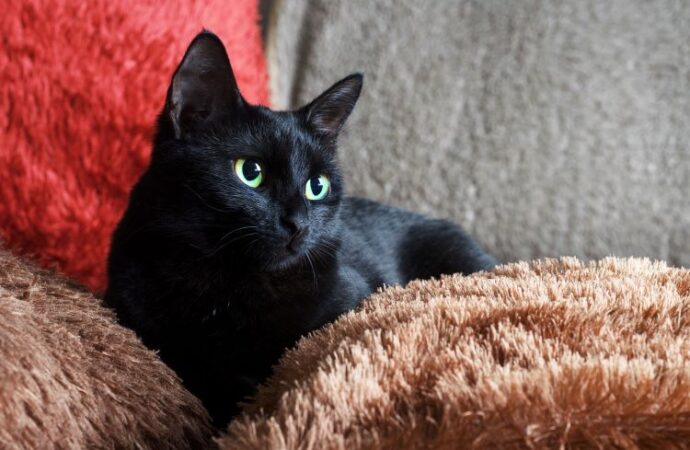 National Black Cat Day: Celebrating Our Mysterious Feline Friends (Oct. 27th)