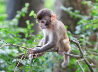 Monkey Day: Celebrating our Primate Friends! (Dec.14th)