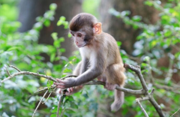 Monkey Day: Celebrating our Primate Friends! (Dec.14th)