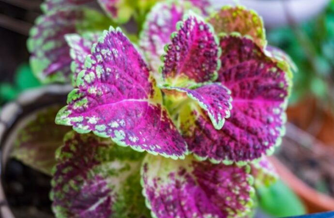Embrace the Greenery: National Houseplant Appreciation Day<br> (Jan. 10th)