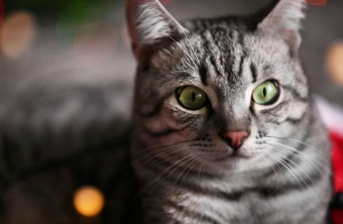 Unraveling the Mystery: Answer Your Cat’s Questions Day! (Jan. 22nd)