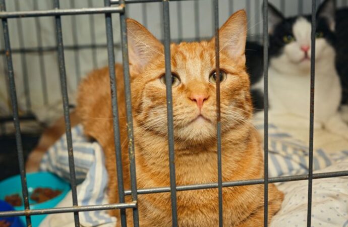 Celebrating International Rescue Cat Day: A Feline Appreciation Story <br>(Mar. 2nd)