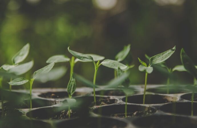 Discover the Green Magic of Plant Power Day!<br> (Mar. 7th)