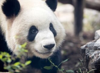 National Panda Day: Celebrating Nature’s Gentle Giants! (Mar. 16th)