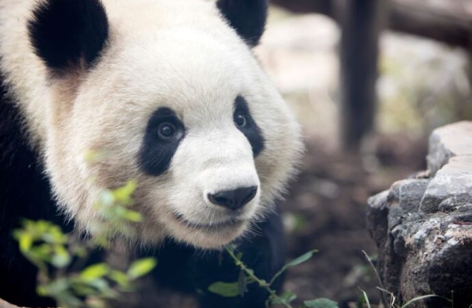 National Panda Day: Celebrating Nature’s Gentle Giants! (Mar. 16th)