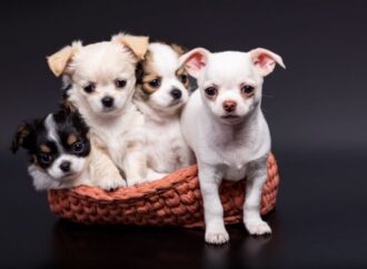 National Puppy Day: A Day Dedicated to Our Furry Friends! (Mar. 23rd)