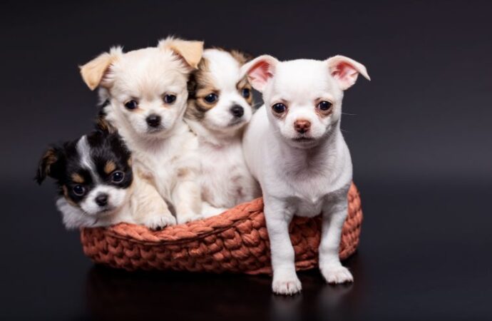 National Puppy Day: A Day Dedicated to Our Furry Friends! (Mar. 23rd)