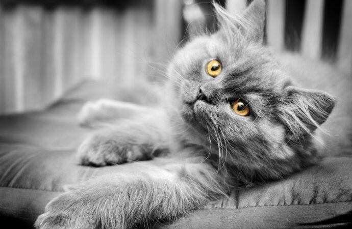Celebrate Your Feline Friend: Respect Your Cat Day! (Mar. 28th)