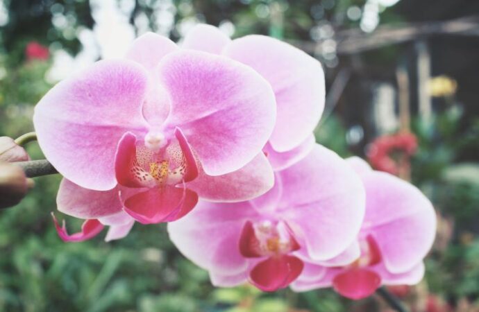 Celebrating National Orchid Day: A Day of Beauty and Wonder! (April 16th)
