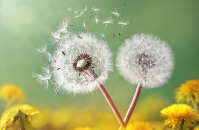 Celebrating World Wish Day: Granting Dreams and Spreading Hope!<br> (April 29th)