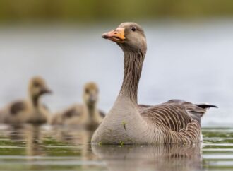 Celebrating National Mother Goose Day: A Timeless Tradition!<br> (May 1st)