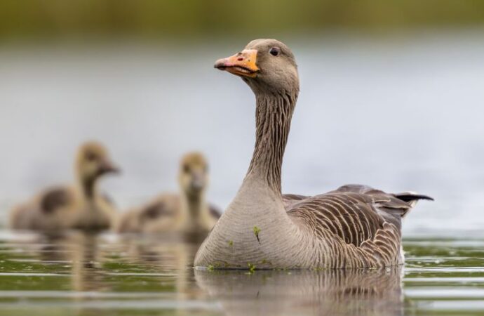 Celebrating National Mother Goose Day: A Timeless Tradition!<br> (May 1st)