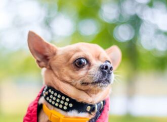 Celebrating Our Tiny Canine Friends: International Chihuahua Appreciation Day! <br>(May 14th)