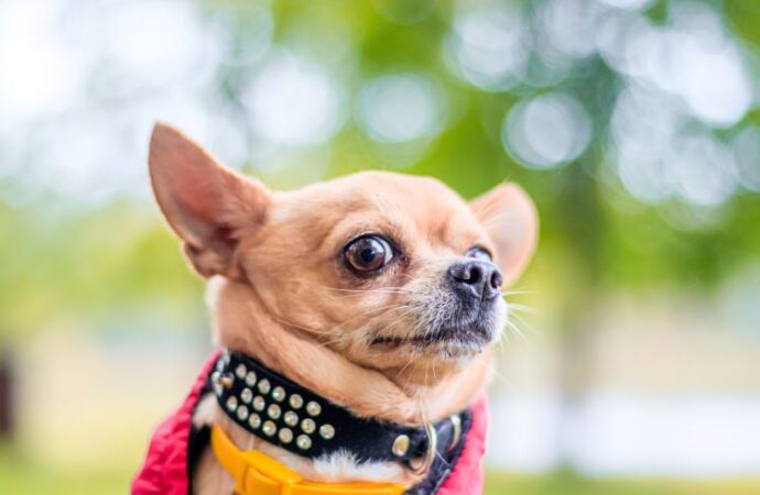 Celebrating Our Tiny Canine Friends: International Chihuahua Appreciation Day! <br>(May 14th)