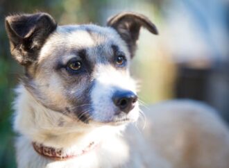 Celebrating National Rescue Dog Day: Honoring Our Furry Heroes!<br> (May 20th)