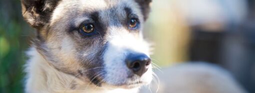 Celebrating National Rescue Dog Day: Honoring Our Furry Heroes!<br> (May 20th)