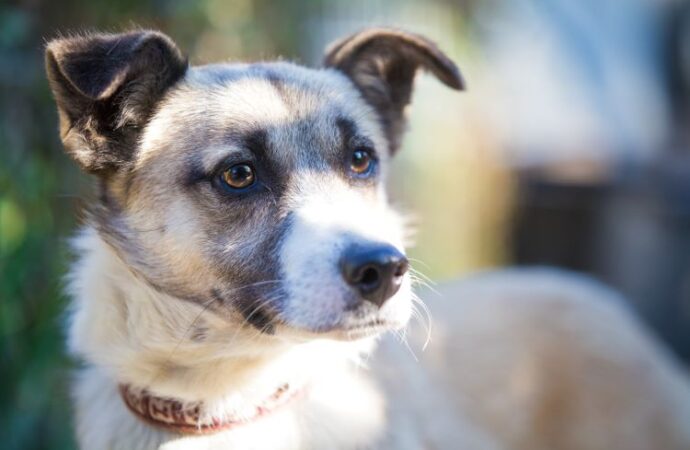 Celebrating National Rescue Dog Day: Honoring Our Furry Heroes!<br> (May 20th)