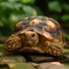 Celebrate World Turtle Day! (May 23rd)