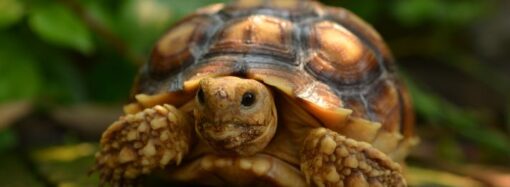 Celebrate World Turtle Day! (May 23rd)