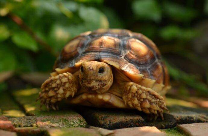 Celebrate World Turtle Day! (May 23rd)