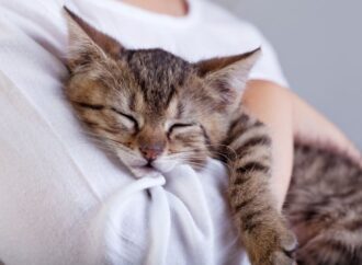 National Hug Your Cat Day: Celebrate the Feline Friendship! (June 4th)