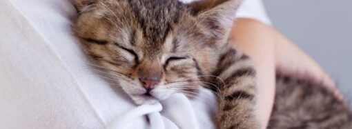 National Hug Your Cat Day: Celebrate the Feline Friendship! (June 4th)