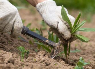 Celebrate National Weed Your Garden Day: Embrace the Beauty of a Well-Tended Garden!<br> (June 13th)