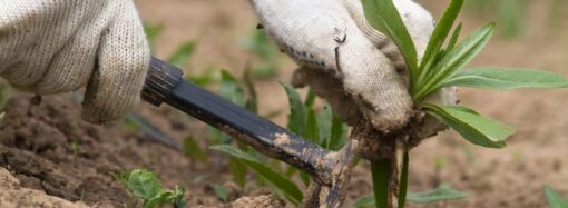 Celebrate National Weed Your Garden Day: Embrace the Beauty of a Well-Tended Garden!<br> (June 13th)