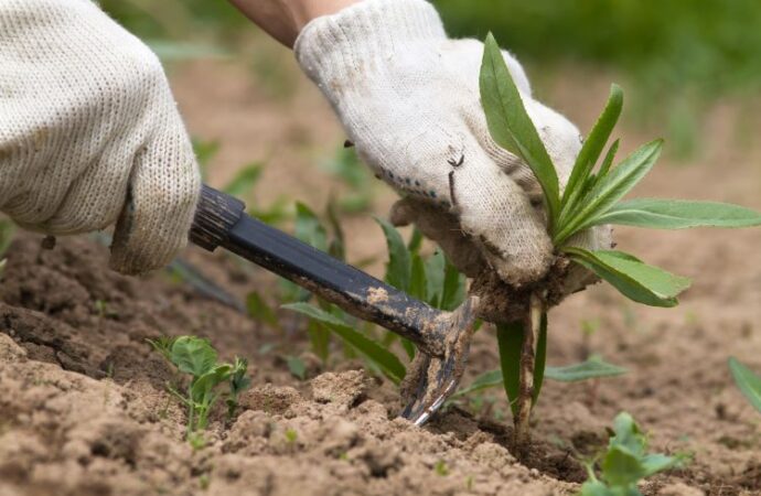 Celebrate National Weed Your Garden Day: Embrace the Beauty of a Well-Tended Garden!<br> (June 13th)
