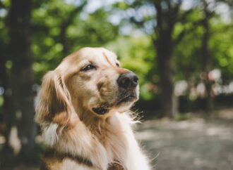 Pet Remembrance Day: Honoring Our Furry Friends (July 5th)