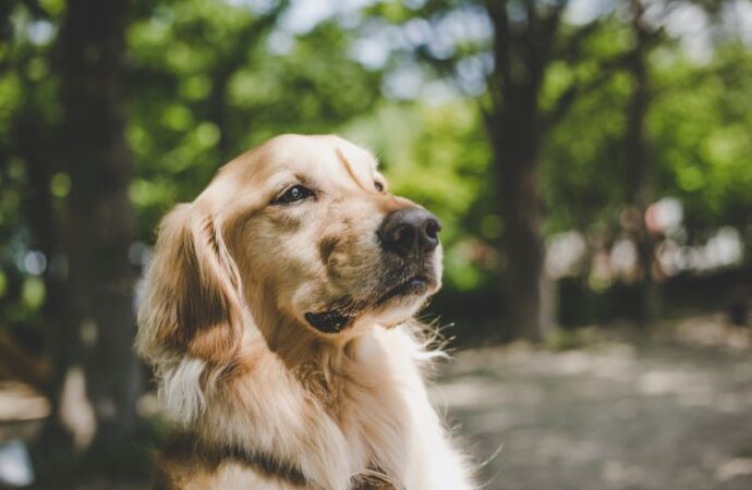 Pet Remembrance Day: Honoring Our Furry Friends (July 5th)