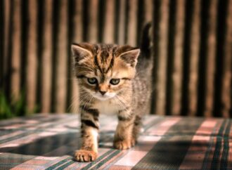 National Kitten Day: Celebrating Our Furry Friends! (July 10th)