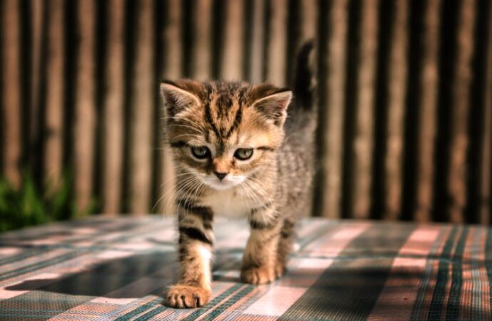 National Kitten Day: Celebrating Our Furry Friends! (July 10th)