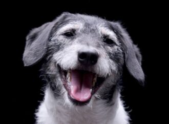 National Mutt Day: Celebrating Our Mixed-Breed Friends! (July 31st)