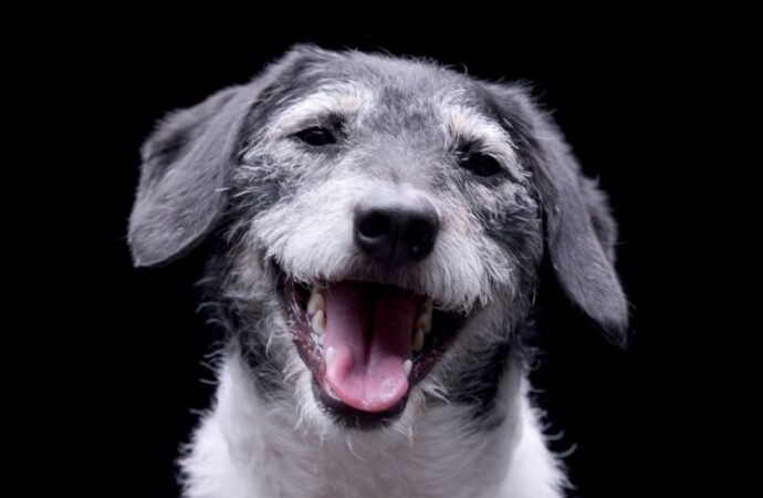 National Mutt Day: Celebrating Our Mixed-Breed Friends! (July 31st)