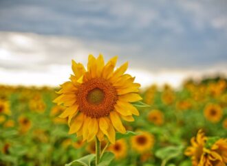 Celebrating National Sunflower Day: A Day of Brightness and Cheer! (August 3rd)