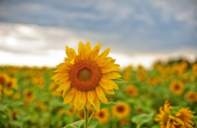 Celebrating National Sunflower Day: A Day of Brightness and Cheer! (August 3rd)