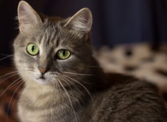 International Cat Day: Celebrating Our Feline Friends! (August 8th)