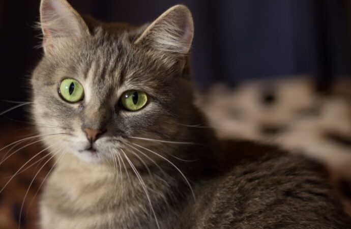 International Cat Day: Celebrating Our Feline Friends! (August 8th)