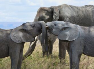 World Elephant Day: Celebrating and Protecting Gentle Giants (August 12th)