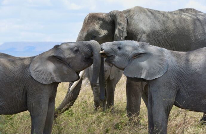 World Elephant Day: Celebrating and Protecting Gentle Giants (August 12th)