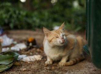 International Homeless Animals Day: A Day of Compassion and Action (August 17th