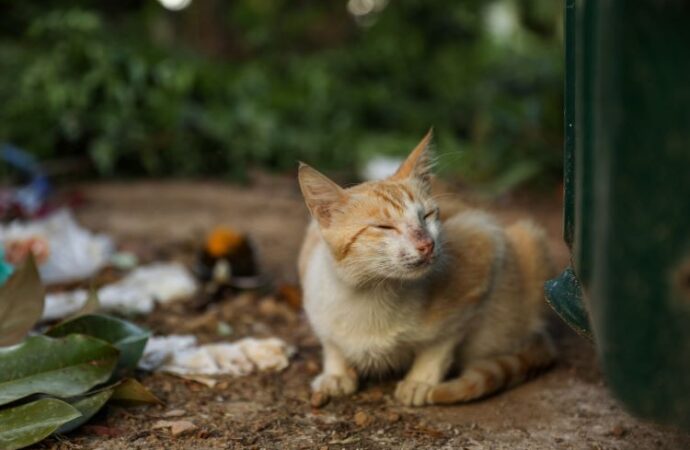 International Homeless Animals Day: A Day of Compassion and Action (August 17th