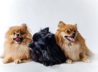 Celebrating National Dog Day: A Special Day for Our Furry Friends!<br> (August 26th)